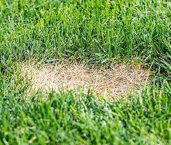 Brown Patch lawn disease